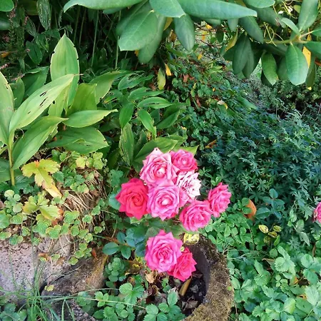 Gasthof Waldblick Spiegelau